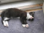 Peking 8 China Buffet